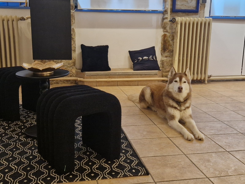 Coin attente et détente au milieu d'une boutique à Quimperlé - le husky sibérien n'est pas à vendre...